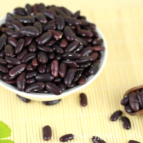 Wholesale Agriculture Products Purple kidney bean